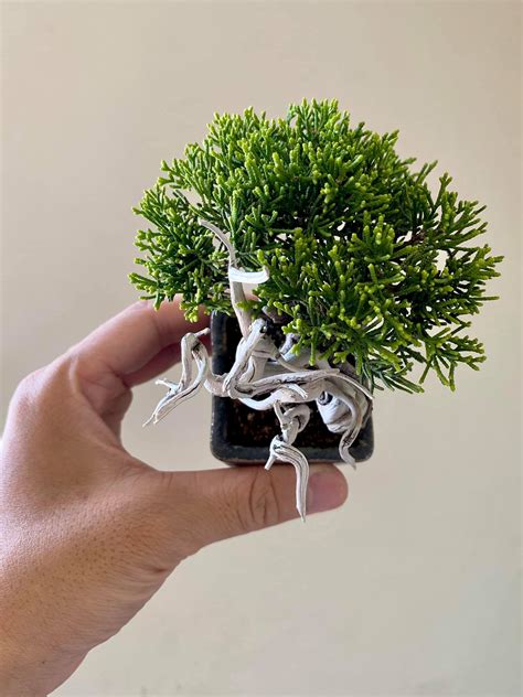 真柏文人樹型|丹尼BONSAI DANY (@danylu0104) • Instagram photos and videos